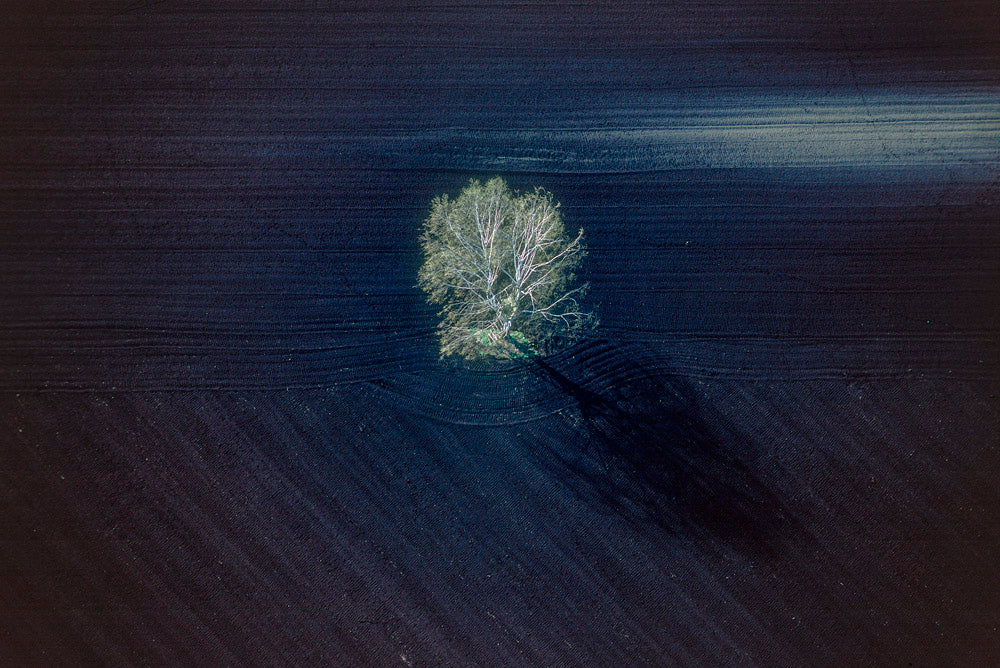 Birch in the Danube Moss