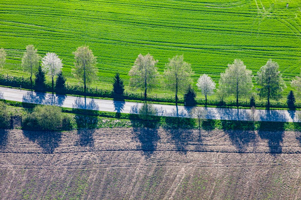 Blühende Bäume am Straßenrand