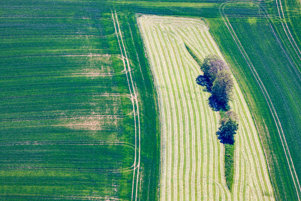 Baumreihe im Ackerland
