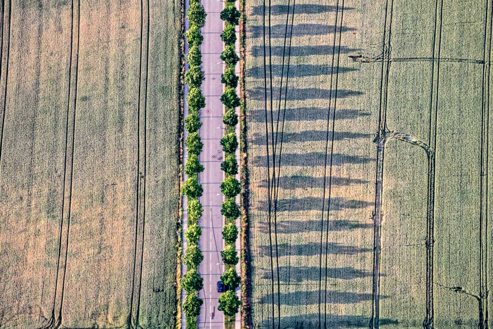 Allee wirft Schatten