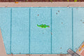 Krokodil im Pool