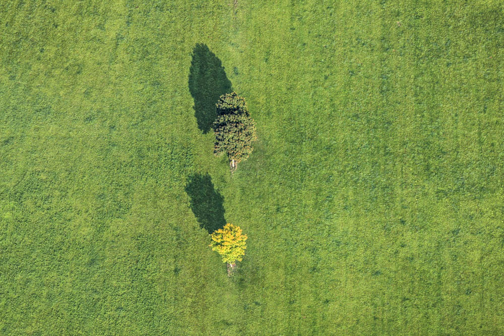 Two trees in the meadow