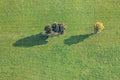 Drei und ein Baum auf der Wiese