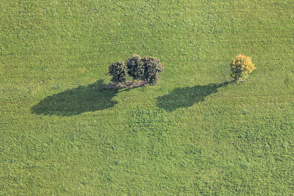 Drei und ein Baum auf der Wiese