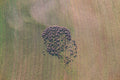 Schafherde auf abgeerntetem Feld