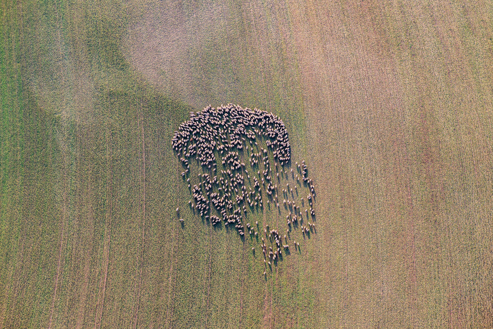 Schafherde auf abgeerntetem Feld