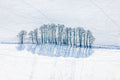 Baumreihe mit Schatten