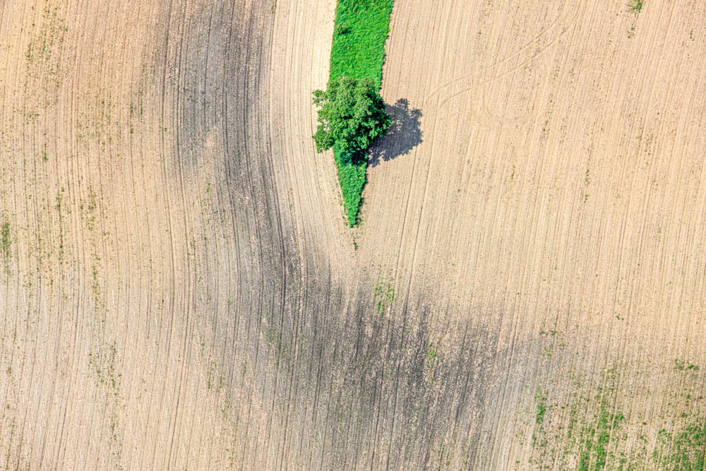 Green peninsula with tree