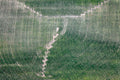 Agrografik Engel
