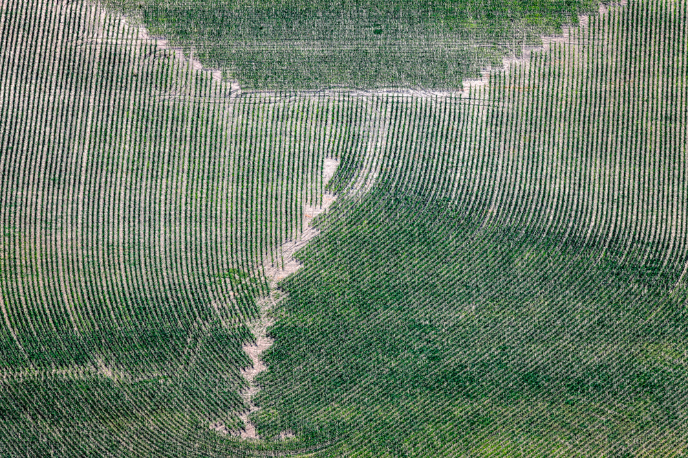 Agrografik Engel