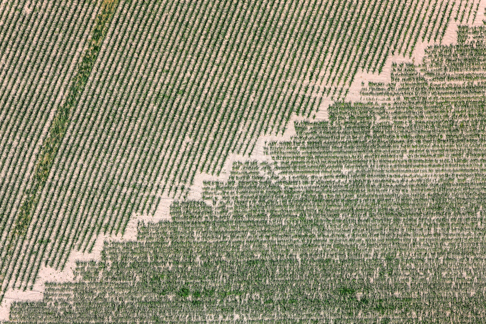 Agrografik Zickzack