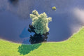 Baum im Wasser