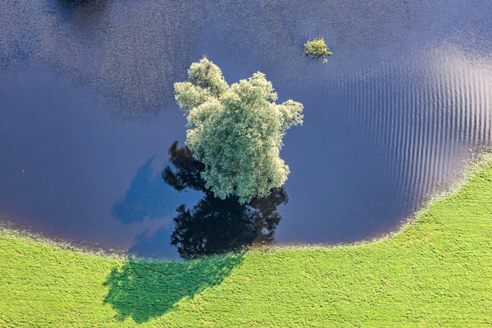 Baum im Wasser