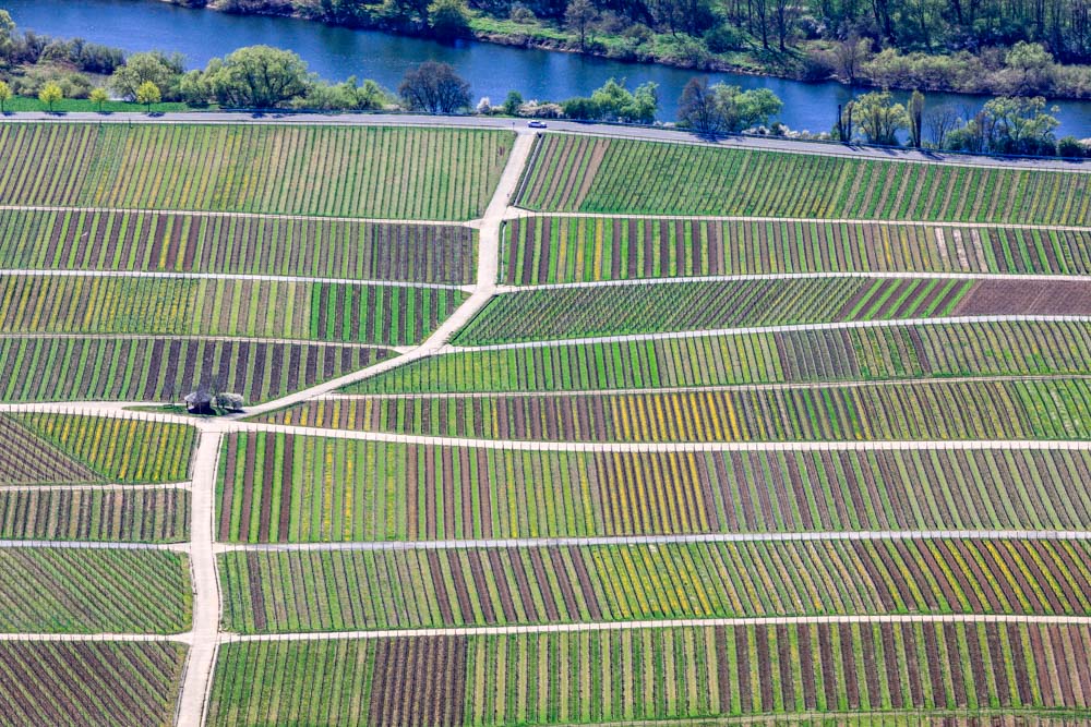 Weinreben am Rosenberg bei Sommerach
