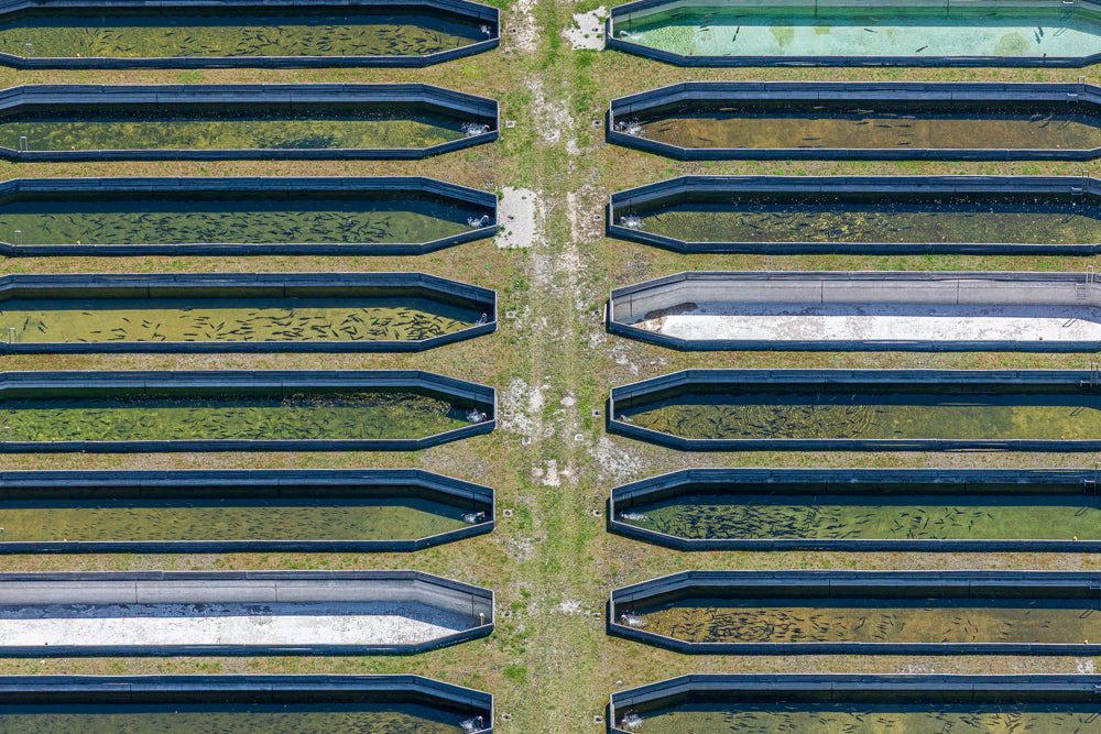 Fischteiche