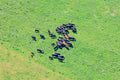 Rinderherde
