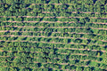 Plantage