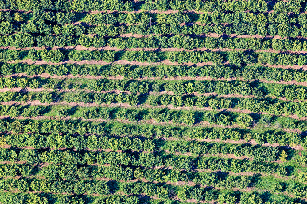 Plantage