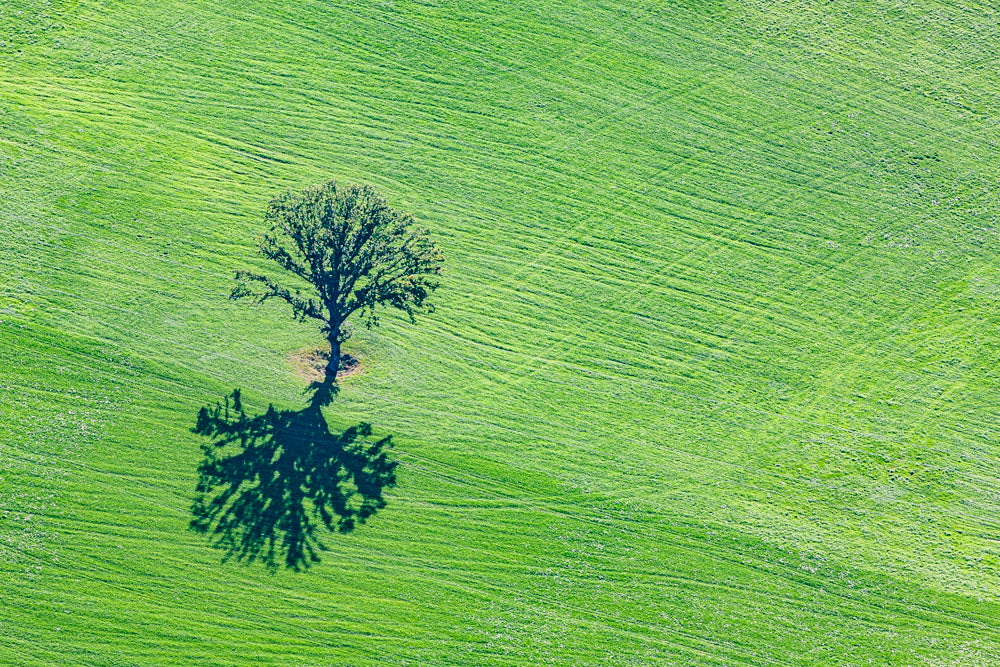 Einzelbaum