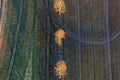 Trees lit up at dusk at the edge of the field