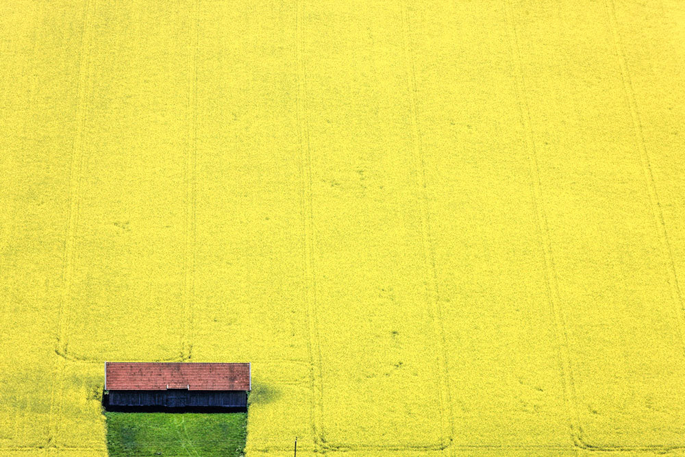 Field barn in the rapeseed field near Gut Laufzorn
