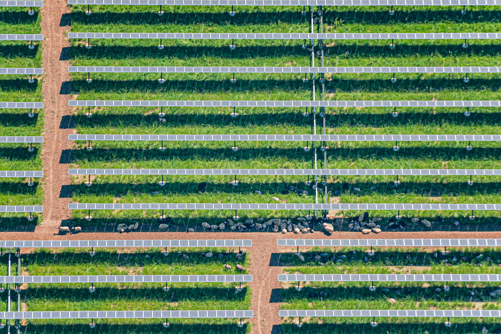 Schafe und Photovoltaikanlage