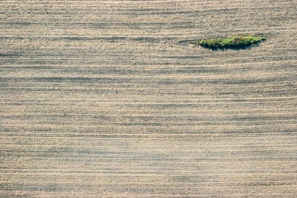 Insel im Feld