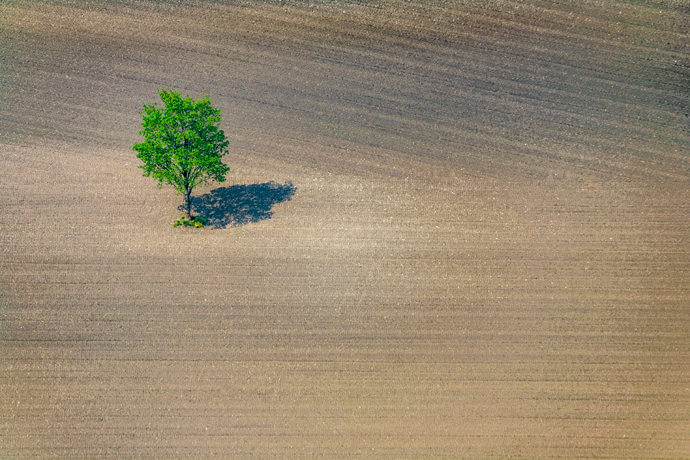 Lonely tree in Eining