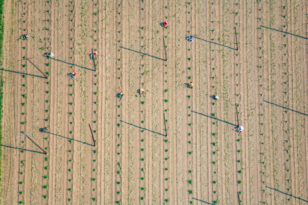 Feldarbeit im Hopfenfeld