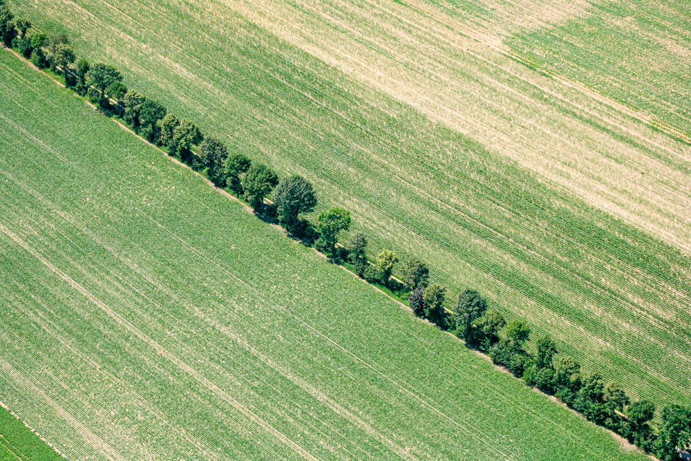 Baumreihe neben dem Feldweg