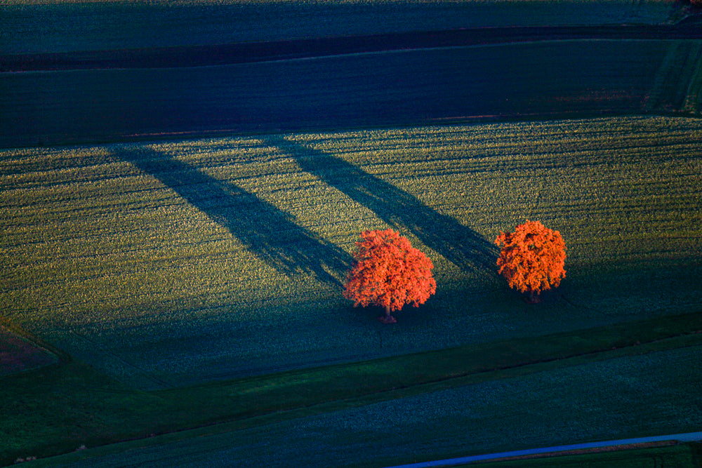 Herbsteichen