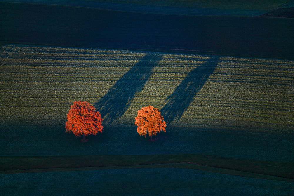 Oak trees with autumn colors and long shadows in the evening light