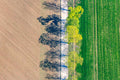 Frisch grüne Baumreihe