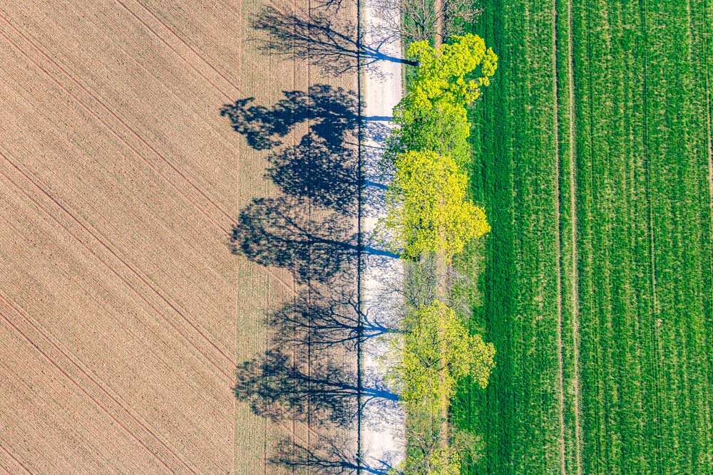 Fresh green line of trees