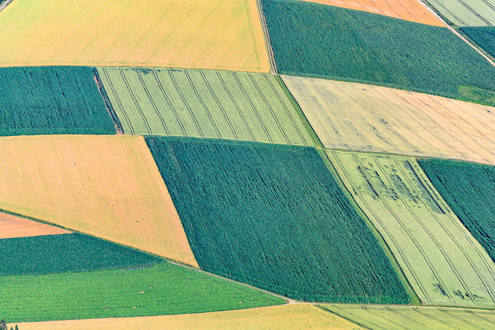 Felderlandschaft in Gelb und Grün