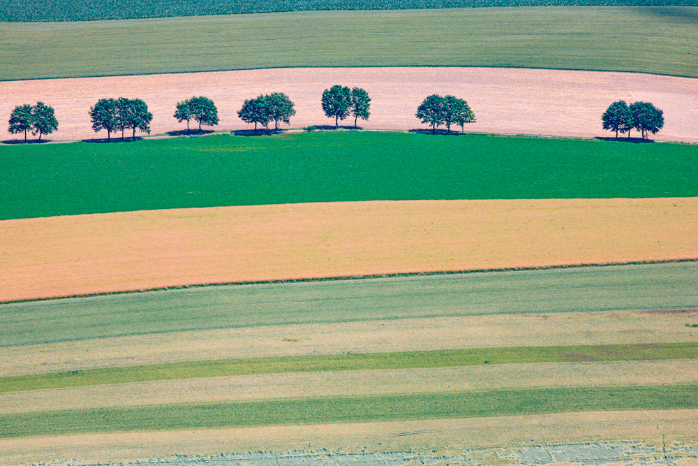 Baumreihe im Ackerland