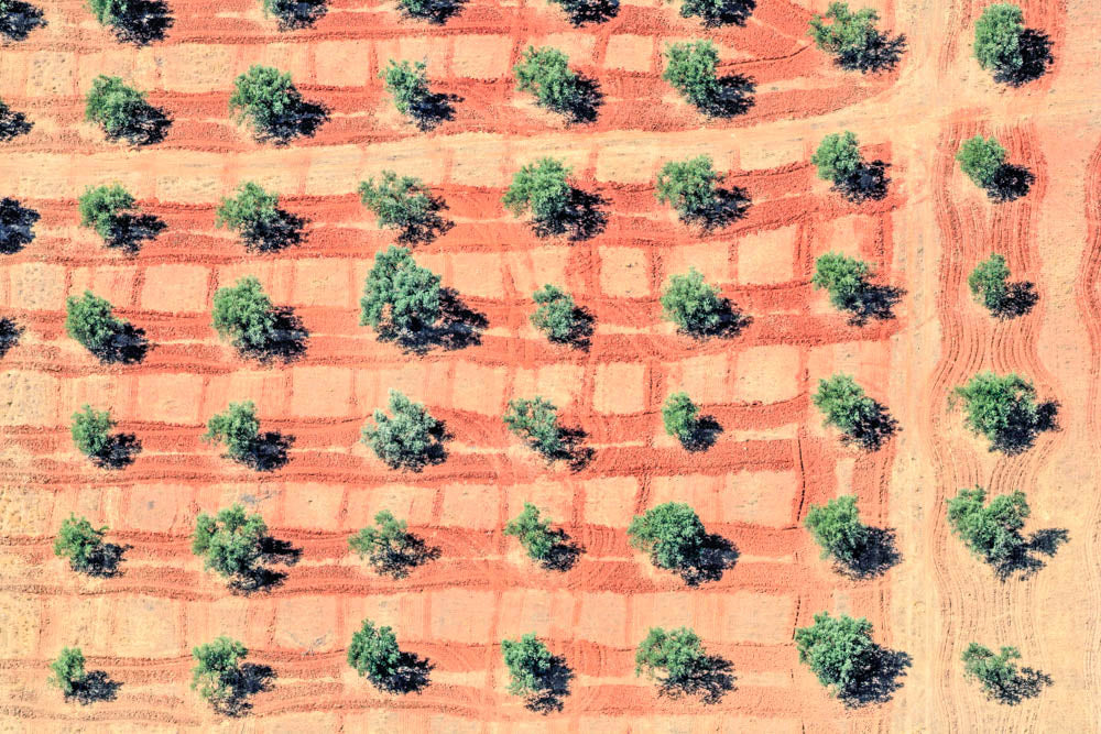 Olivenbaumplantage