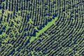 Plantage
