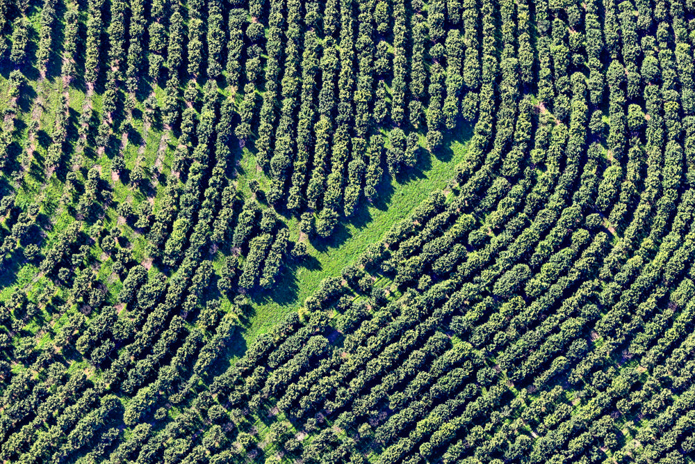 Plantage