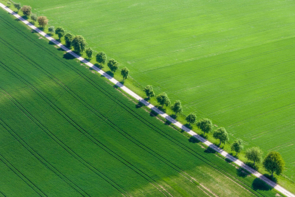 Baumreihe am Feldweg bei Aschfeld