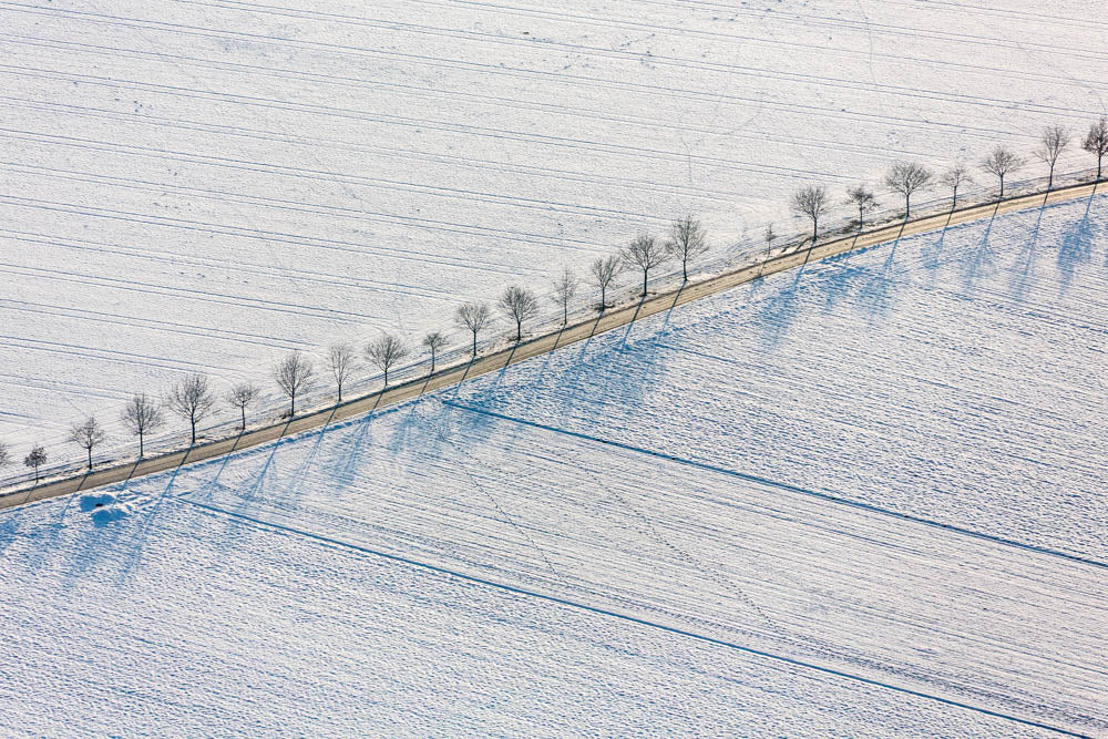Gold-glowing dirt road with a row of trees