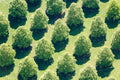 Linden