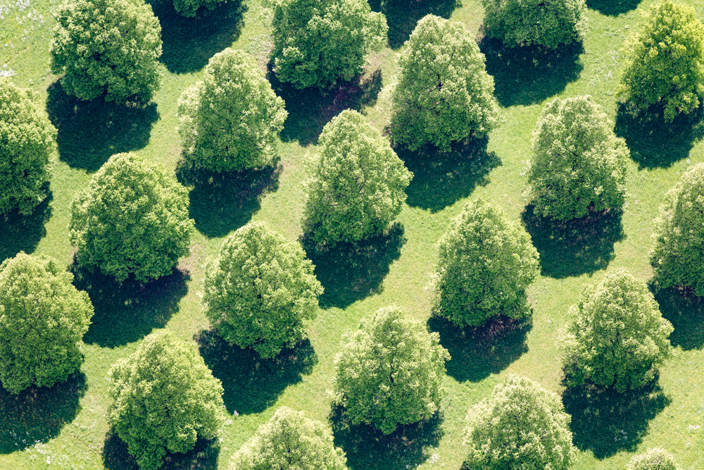 Linden
