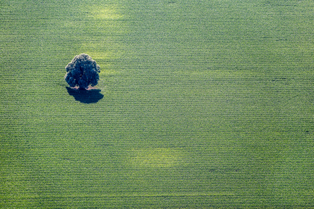 Baum im Maisfeld