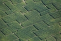People in the corn maze