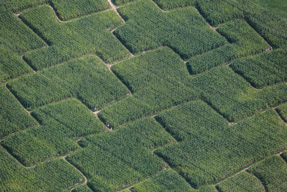 People in the corn maze