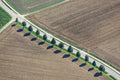 Row of 12 lime trees along the road