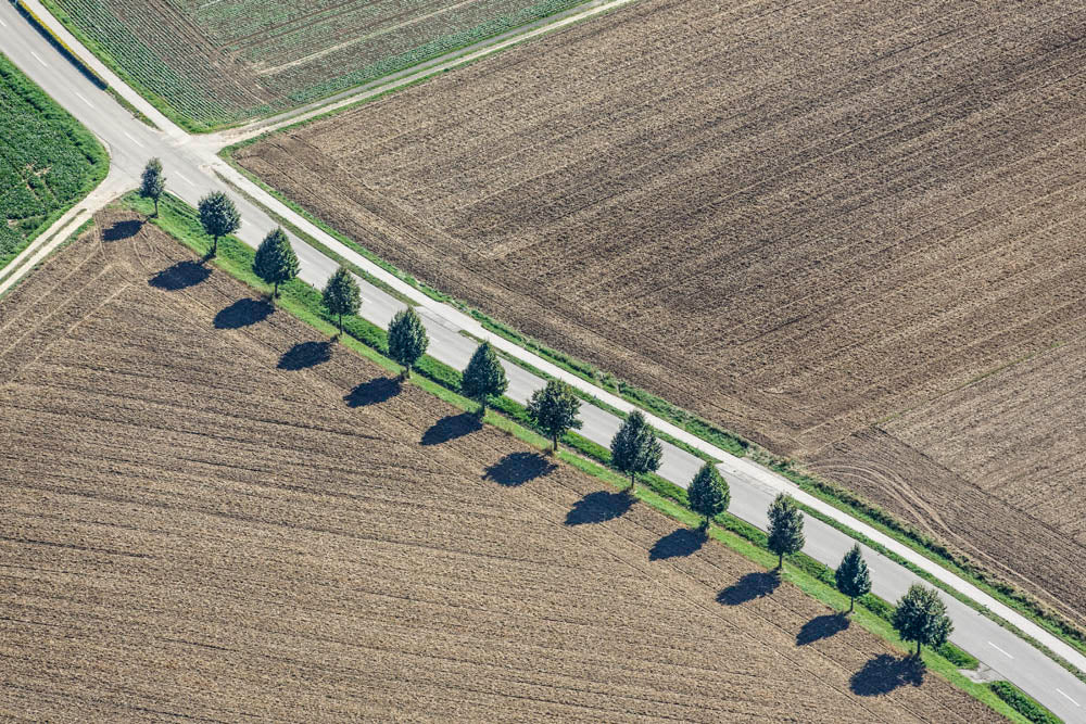 Reihe von 12 Linden an der Straße