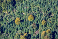 Hainsbacher Forest in autumn colors