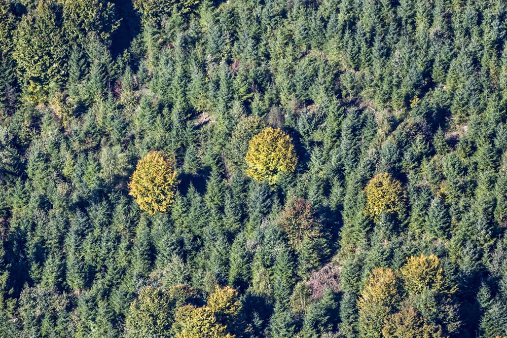 Hainsbacher Forest in autumn colors